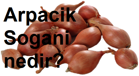 Arpacık Soğanı nedir?